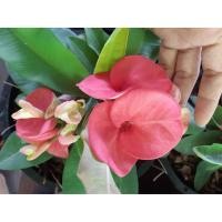 ราคา ต้นโป๊ยเซียน หลากสี ดอกใหญ่ ไม้มงคลประจำบ้าน กระถาง8นิ้ว120บาท (9758252650)