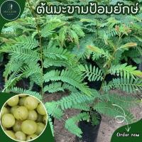 ราคา ต้นมะขามป้อมยักษ์ (เพราะเมล็ด) (50353591168)