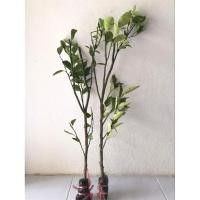 ราคา ต้นส้มโชกุน(กิ่งตอน) (24605008436)