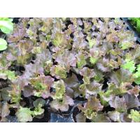 ราคา ต้นกล้า สลัด เรดคอรัล (Red Coral Lettuce) พร้อมปลูก ต้นกล้าละ 10บาท ซื้อ 10แถม 2 กล้า (27018502553)