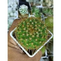 ราคา โนโต แคคตัส ไม้เมล็ด (22253710438)