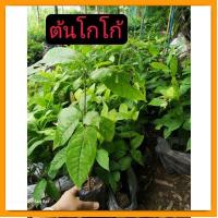 ราคา ต้นโกโก้​ พันธุ์​ชุมพร​ โกโก้​ ไม้เศรษฐกิจ​ ต้นโกโก้​เพาะ​เมล็ด​ สูง​20-30​ ซม. (22428572538)