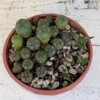 ราคา พอต โลโฟ กลีบกระทง / ไม้เพาะเมล็ด (7170100164)