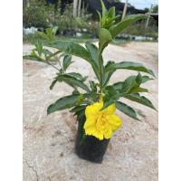 ราคา ต้นบานบุรีเหลืองดอกซ้อน (5885646355)