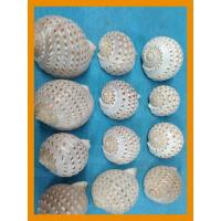 ราคา หอยโข่งจุดขนาด4-5นิ้ว (3250792443)