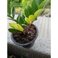 ราคา กวัก​มรกต​ด่าง​ ​กวัก​ด่าง​ (28500973529)