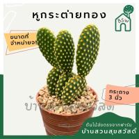 ราคา แคคตัส หูกระต่ายทอง กระบองเพชร (13989815981)