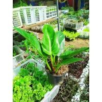 ราคา ต้นเศรษฐีรวยทรัพย์ เศรษฐีมีทรัพย์ ว่านเศรษฐี ว่านรวยทรัพย์ ไม้มงคลเสริมบารมีโชคลาภ กระถาง 5นิ้ว 229 บาท (9466678216)