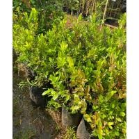 ราคา ต้นมะม่วงหาวมะนาวโห่ (27402060801)