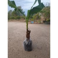 ราคา หน่อกล้วยน้ำว้าดำ พันธุ์กล้วยหายากน่าปลูก (6834965208)