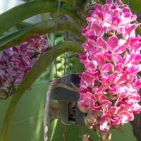 ราคา ต้นกล้วยไม้สกุลช้าง กล้วยไม้ช้างพลาย เป็นกล้วยไม้พันธุ์แท้ให้ดอกเป็นช่อกระจะ ไม้นิ้ว (9220564326)