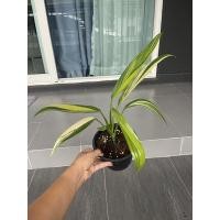 ราคา ต้นฟิโลเดนดรอนใบพายด่างเหลือง (EpipremnumAmplissimum) (15290348114)