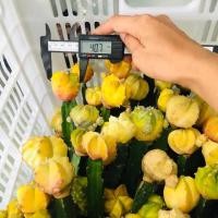 ราคา แอสโตร มายริโอด่าง กราฟ astro myrio แคคตัส กระบองเพชร (3838606689)