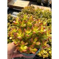 ราคา ต้นคลาสซูล่า แดว ( Crassula Ovata หรือ Jade Plant) หรือที่เรียกกันว่าต้นไม้สวรรค์หรือต้นใบเงินส่งเสริมในเรื่องของการเงิน (24165500048)