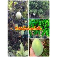 ราคา กิ่งพันธ์มะม่วงแก้วขมิ้นแท้ ต้นมะม่วง ไม้ผล ความสูง80ซม.(กิ่งทาบ) (2084741745)