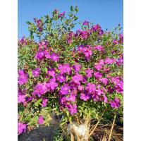 ราคา ม่วงมงคล เป็นไม้มงคล (7343426008)