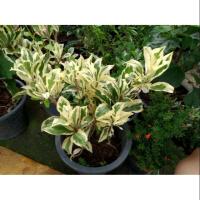 ราคา ต้นพิลังกาสาด่าง (2331701103)