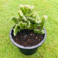 ราคา #หยกกำแพงเมืองจีน หรือหยกนำโชค หยกพระเทพ ซึ่งเป็นตระกูลเดียวกับกระบองเพชร #แคคตัส #พันธุ์ไม้หนาม #ต้นไม้วินเทจ (3840740864)