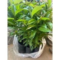 ราคา ต้นละมุดสาลี่ยักษ์เวียดนาม (เพาะเมล็ด 1ต้น) (28271853206)