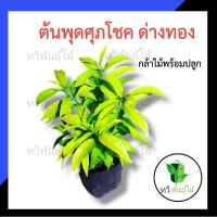 ราคา ต้นพุดศุภโชค ด่างทอง กล้าไม้พร้อมปลูกไม้มงคล ไม้ประดับ TAWEE PANTMAI พุดศุภโชค ด่าง (5671329349)