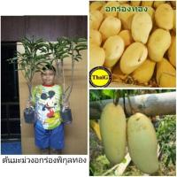 ราคา #ต้นมะม่วงอกร่องพิกุลทอง(ต้นเสียบยอด-ต้นทาบ) (6217041511)