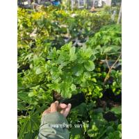 ราคา ต้นสาระแหน่ ใส่ลาบ ผักสวนครัวเสียหายจากขนส่งเคลมฟรี (26174227258)