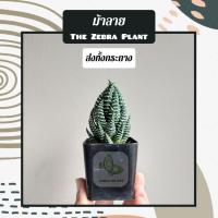 ราคา ต้นม้าลาย The Zebra Plant กระบองเพชร/แคคตัส (ส่งทั้งกระถาง) (16484365251)