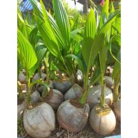 ราคา ต้นมะพร้าว มะพร้าวแกงชุมพร ต้นมะพร้าวชุมพร2 (14849338419)