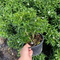 ราคา ต้นพุดศุภโชค ไม้มงคล ไม้แดดจัด ดอกออกตลอด กระถาง6นิ้ว (23620255170)