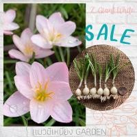 ราคา บัวดิน *Z.Giant White* แพ็ค6หัว บัวดินสีชมพูอ่อน บัวดินสีพาสเทล บัวดินเลี้ยงง่าย (10729083904)
