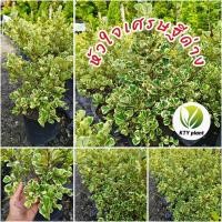 ราคา ต้นหัวใจเศรษฐีด่าง สาริกาด่าง ต้นไทรด่าง ความสูง 60 cm (42825513118)