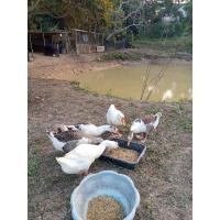 ราคา ไข่ห่านจีน( ไข่เชื้อ ) (27423273128)