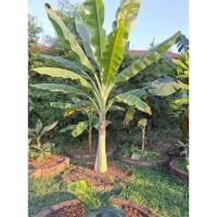 ราคา ต้นกล้วยยวลขนาดใหญ่ขุดล้อมตุ้มตัดใบ(ขนาด120-150cm. (52904402569)