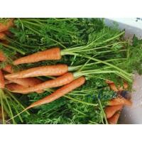 ราคา เบบี้แครอทจิ๋วสด babycarrot ทานสด 500 กรัม (6262910042)