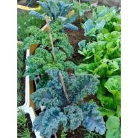 ราคา #เมล็ดคะน้าใบหยิก (Curly Kale) (เคลใบหยิก) มีใบหยิกหยาบและรสชาติขมเล็กน้อย (47900766545)