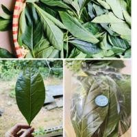 ราคา ใบสดหนานเฉาเหว่ย 100กรัม (ประมาณ 50ใบ) เก็บสดส่งทันที (8655211917)