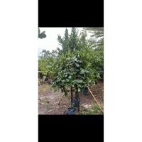 ราคา ต้นกระทิง หรือสารภีทะเล สูง 2 ม. พร้อมส่ง (26237652451)