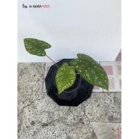 ราคา บอนสี สาวน้อยประแป้ง ภาพถ่ายจากสินค้าจริง (9295852659)