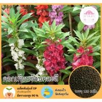 ราคา ดอกเทียนซ้อนคละสี 120 เมล็ด (25896932805)