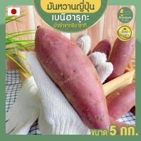 ราคา มันหวานญี่ปุ่น ขนาด 5 KG. เบนิฮารุ Beni Haruka เบนิ ฮารุกะ มันหวาน มันญี่ปุ่น มันญี่ปุ่นหวาน มันหวานญี่ปุ่นแท้ (5567771958)