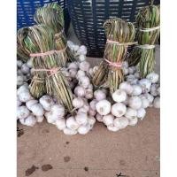 ราคา กระเทียมไทยกระเทียมบ้าน 1 กิโล (24913586725)