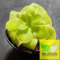 ราคา พิงกุย (Pinguicula) หลากหลายสายพันธุ์ กระถาง 3-4 นิ้ว พืชกินแมลง “Butterwort” (24692028784)