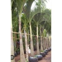ราคา ต้นหมากนวล ชื่ออื่นหมากมนิลา,ปาล์มเยอรมัน/แบบชุด2ต้น ขนาด40-60ซม. (40768682150)