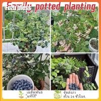 ราคา FOZU เมล็ดบลูเบอร์รี่ 50 เมล็ดต่อแพ็ค ปลูกง่าย เมล็ดสดใหม่ 100% สำหรับปลูกต้นบลูเบอร์รี่ (54853939178)