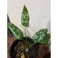 ราคา ต้นมรดกโลก ไม้อโกลนีมา (12917478216)