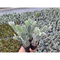 ราคา แคคตัสหูมิกกี้เม้าส์ Opantia Microdasys Cactus #แคคตัสหูกระต่าย กระบองเพชร (27202879279)