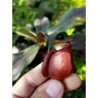 ราคา ต้นหม้อข้าวหม้อแกงลิง ต้นไม้กินแมลง (28920205364)