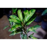 ราคา ละมุดกรอบใบด่าง ต้นละมุด (9509967845)