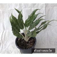 ราคา ต้นเงินเงินเงิน (อโกลนีมาเศรษฐีเงิน หรือต้นเงินสะพัดมา) ไม้มงคล (9366878462)