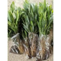 ราคา ต้นกระถินเทพา ไม้โตไว สูง40ซม.+ ถอดต้นสดติดรากห่อตุ้มส่ง (40725400894)